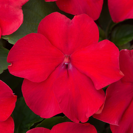 Impatiens Beacon Bright Red Bedding Plants