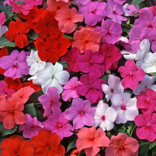 Impatiens Beacon Mixed Bedding Plants