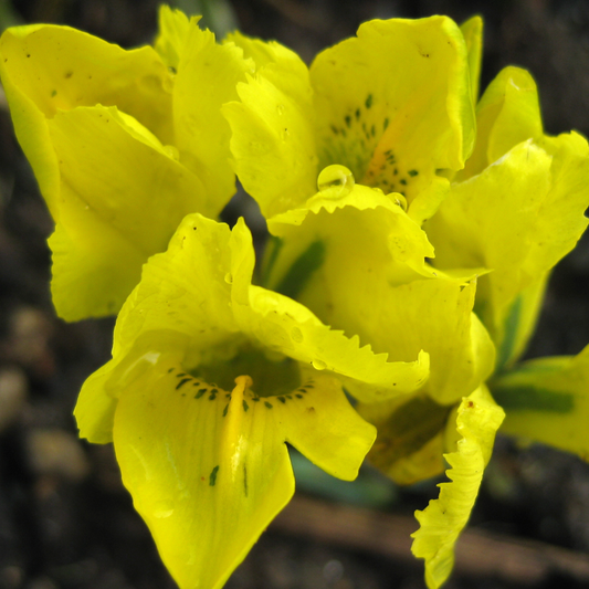 Iris danfordiae Garden Mix