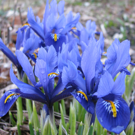 Iris reticulata Garden Mix