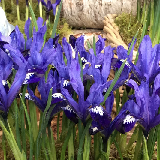 Iris 'Fabiola'