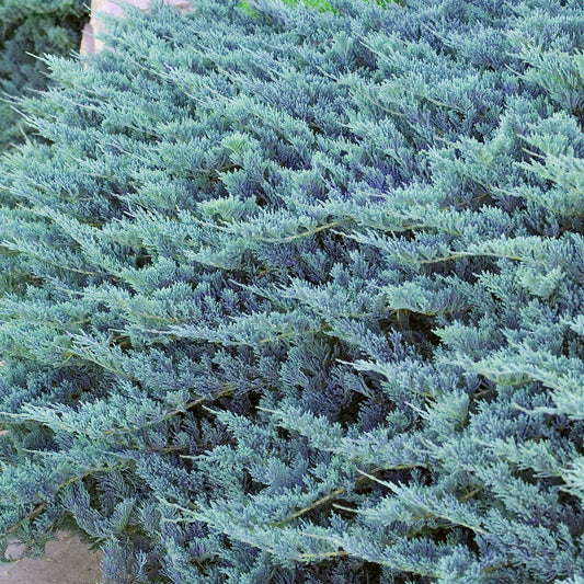 Juniperus 'Blue Chip'