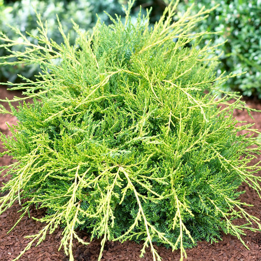 Juniperus 'Gold Coast'