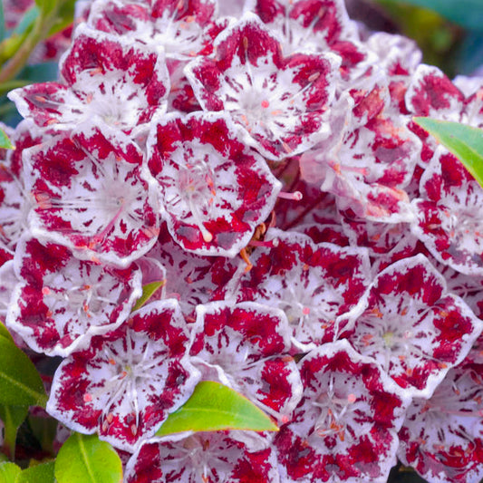 Kalmia 'Jans Delight'