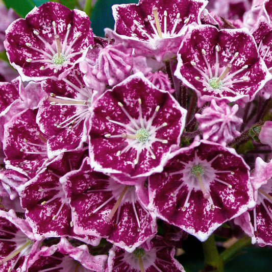 Kalmia 'Keepsake'