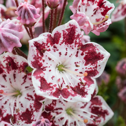 Kalmia 'Minuet'