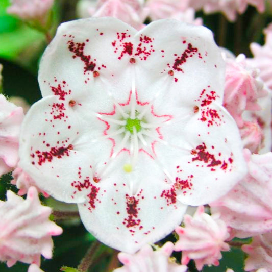 Kalmia 'Tofka'