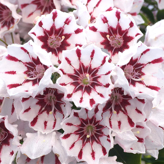 Kalmia 'Bumblebee'