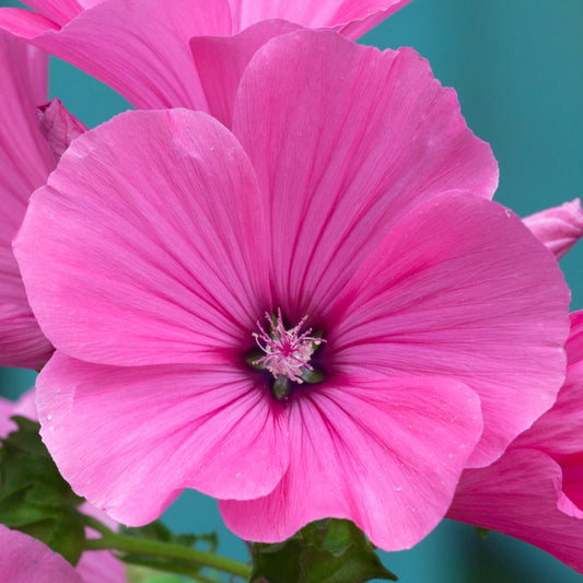 Lavatera 'Red Rum'