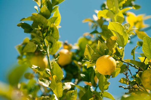 Ripe yellow lemons growing on a tree with bright green leaves against a vivid blue sky, captured in natural sunlight with one lemon in sharp focus