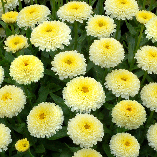 Leucanthemum 'Luna'