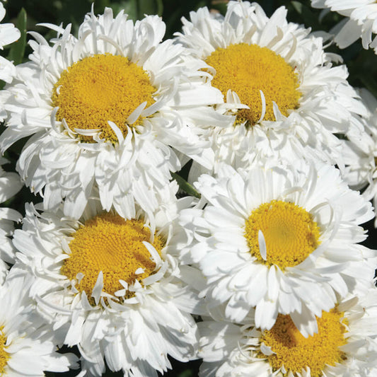 Leucanthemum 'Freak!'