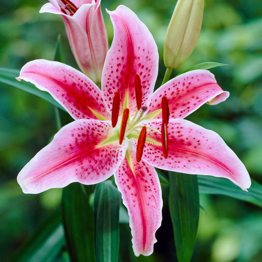 Lilium 'Stargazer'