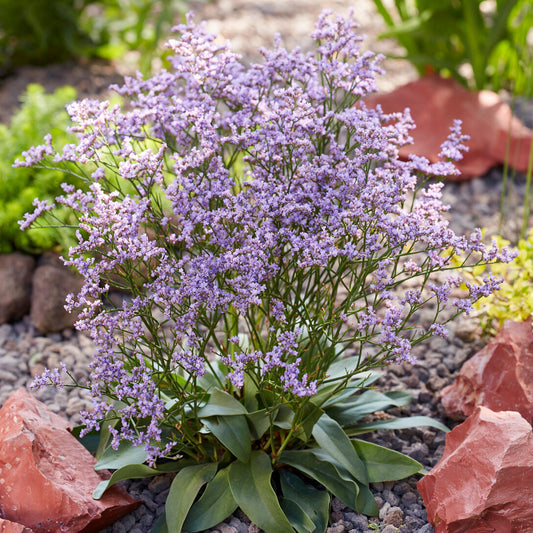 Limonium 'Dazzle Rocks'