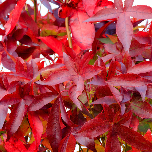 Liquidambar 'Slender Silhouette'