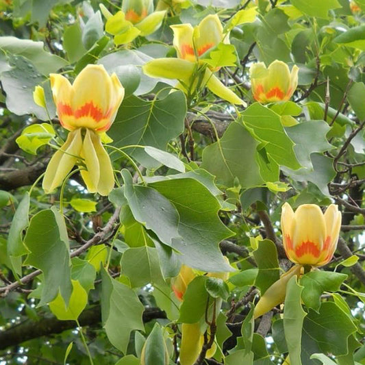 Liriodendron tulipifera