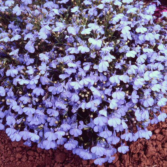 Lobelia Bush Cambridge Blue Bedding Plants