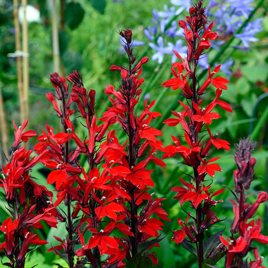 Lobelia Bush Red Bedding Plants