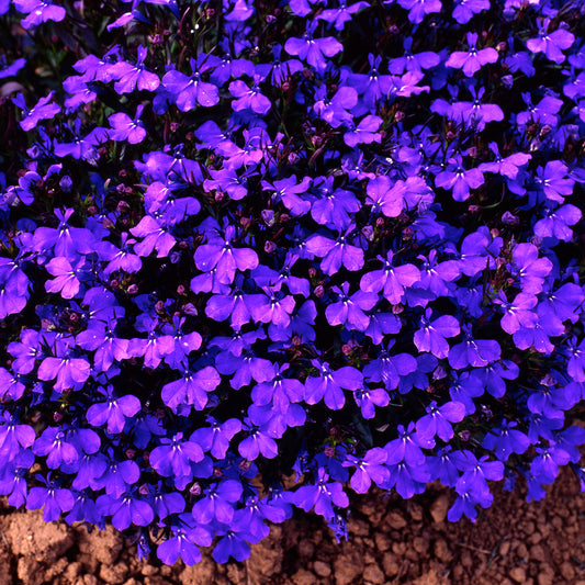 Lobelia Bush Crystal Palace Bedding Plants