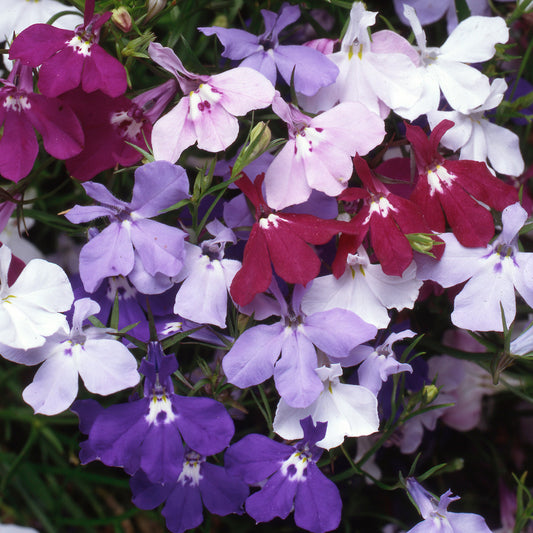 Lobelia Fountain Mixed Bedding Plants