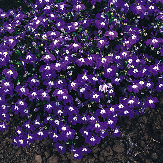 Lobelia Bush Mrs Clibran Bedding Plants