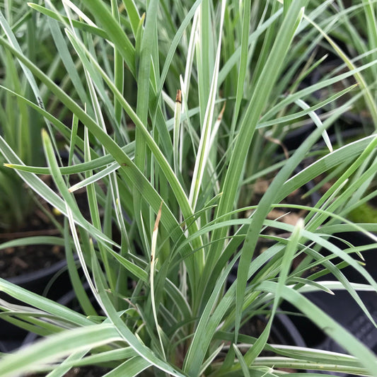 Lomandra 'Arctic Frost'