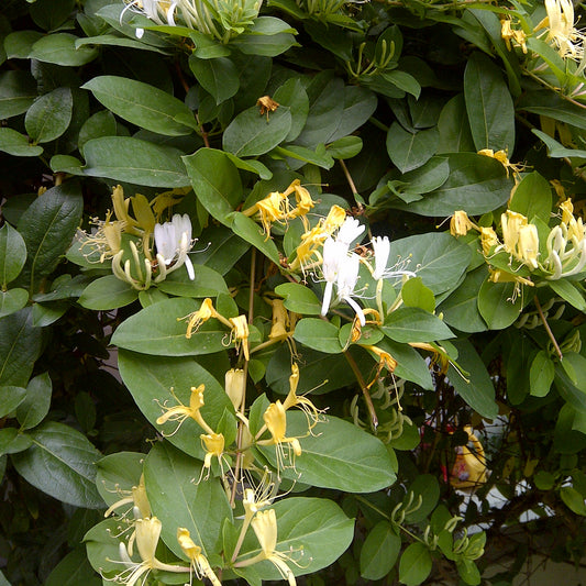 Lonicera 'Hall's Prolific'