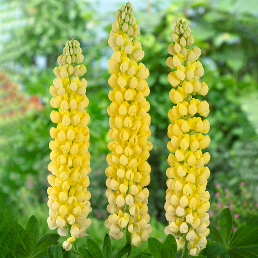 Lupin 'Desert Sun'