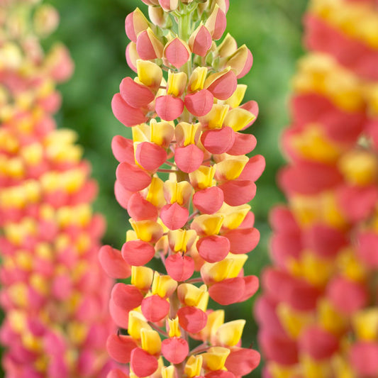 Lupin 'Gladiator'