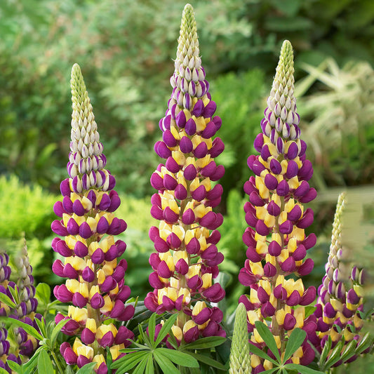 Lupin 'Manhattan Lights'