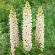 Lupin 'Polar Princess'