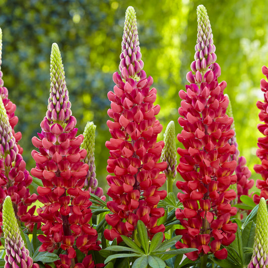 Lupin 'Beefeater'