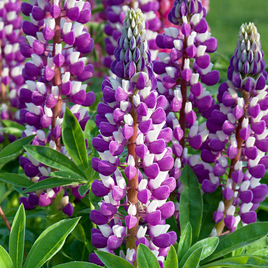 Lupin 'Blacksmith'