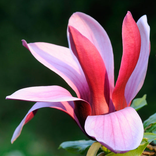 Magnolia 'Nigra'