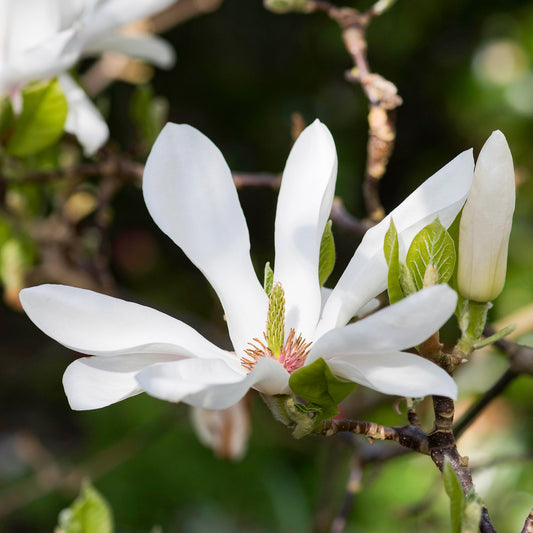 Magnolia 'Alba Superba'