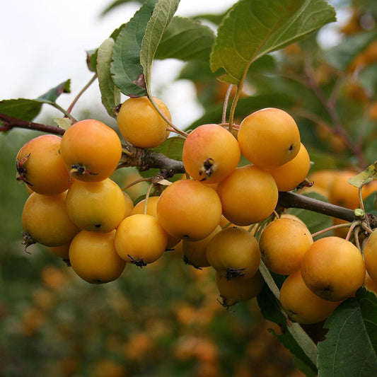 Malus 'Golden Hornet'