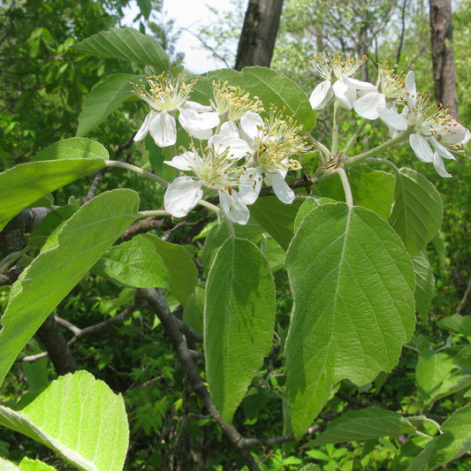 Malus tschonoskii