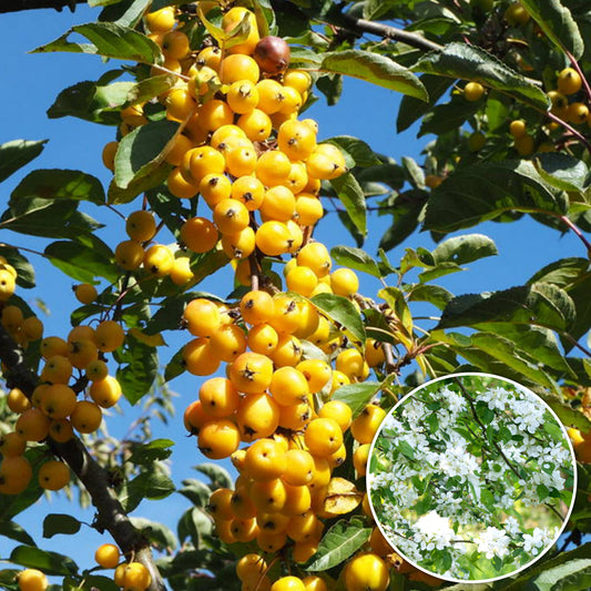 Malus 'Yellow Siberian'