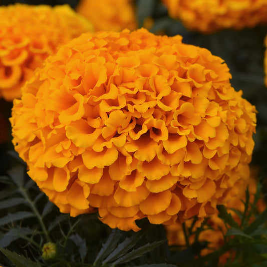 Marigold American F1 Marvel Orange Bedding Plants