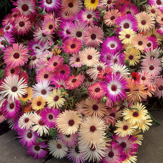 Mesembryanthemum Mixed Bedding Plants