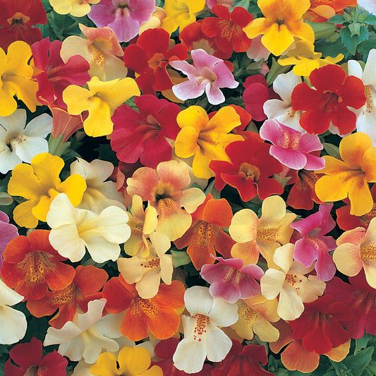 Mimulus Magic Mixed Bedding Plants