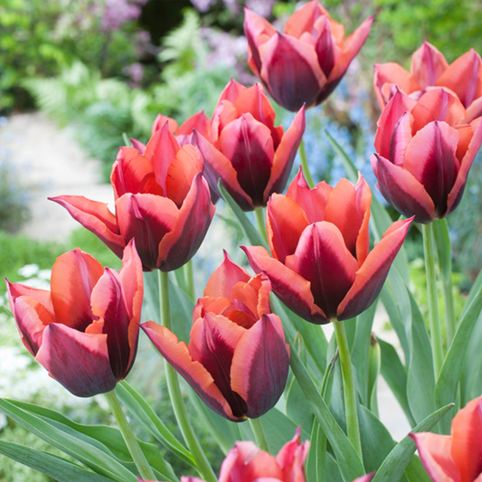 Tulip 'Muvota' (Slawa)