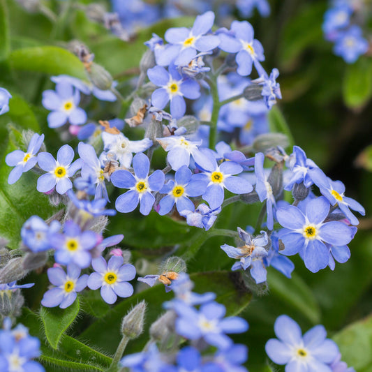 Myosotis Mon Amie Blue Bedding Plants