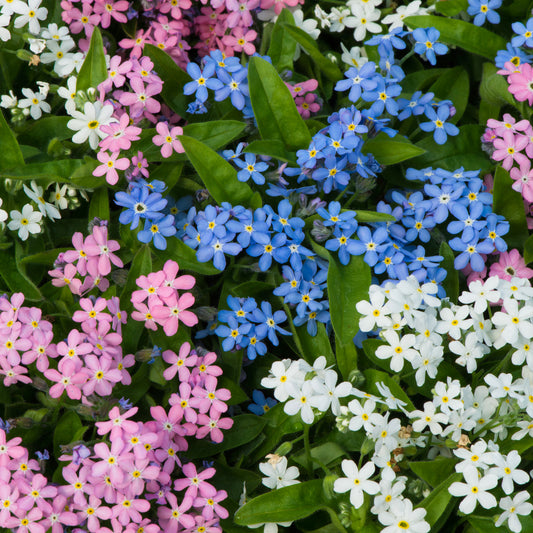 Myosotis Mon Amie Mixed Bedding Plants