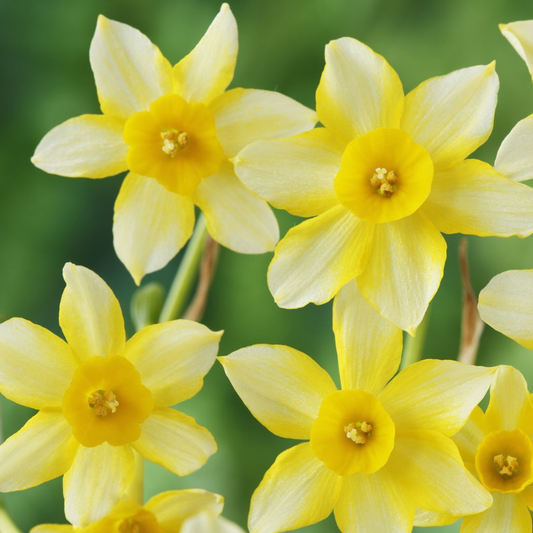 Narcissus 'New-Baby'