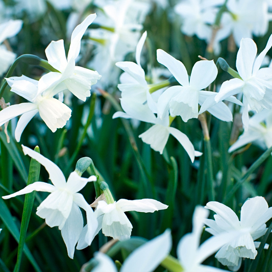 Narcissus 'Thalia'