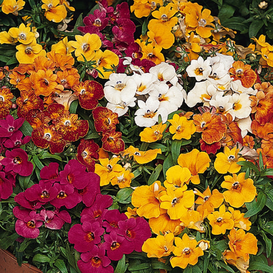 Nemesia Sundrops Mixed Bedding Plants