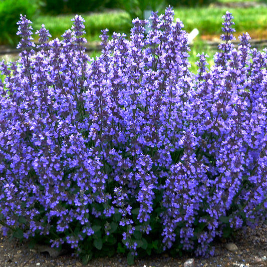 Nepeta 'Cat's Pajamas'