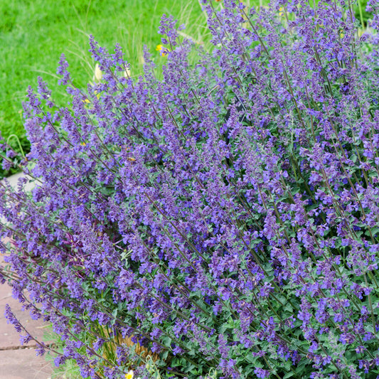 Nepeta 'Six Hills Giant'