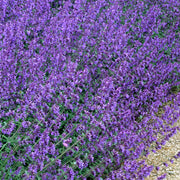 Nepeta 'Walker's Low'